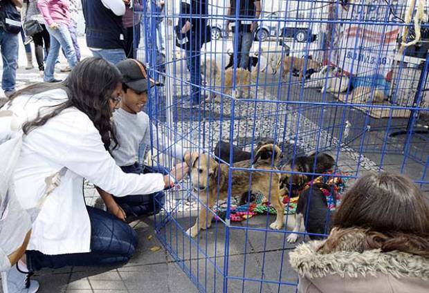 Rescatan a ocho perros comercializados ilícitamente en jardín de Analco, Puebla