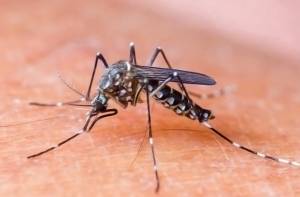 Dengue, Chikungunya y Zika: mismo mosquito, distinto virus