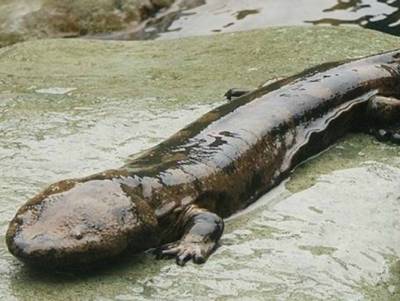 Hallan salamandra carnívora en China, podría tener 200 años de existencia