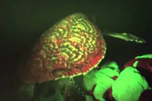 Hallan tortuga luminosa durante grabación de National Geographic