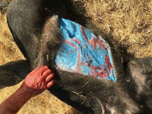 Cerdo salvaje con carne azul fue cazado en Estados Unidos