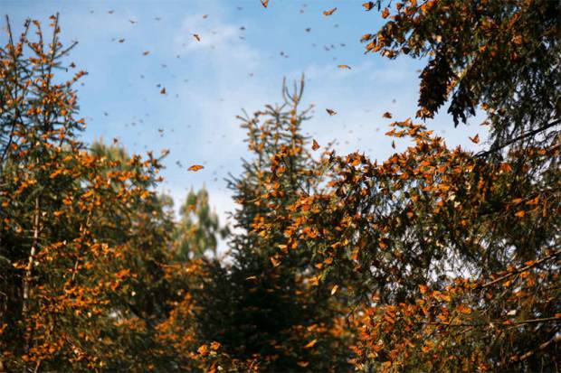 Mariposas Monarca arriban a sus santuarios mexicanos