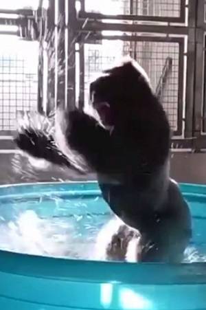 VIDEO: Gorila baila en zoológico de Dallas