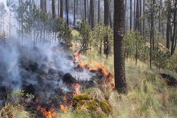 En lo que va del año 362 incendios forestales en Puebla: Conafor