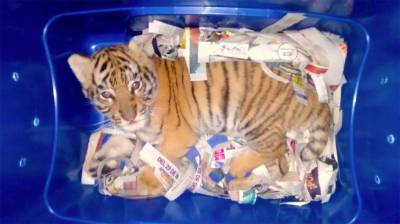 Hallan cachorro de tigre de bengala en empresa de paquetería de Jalisco