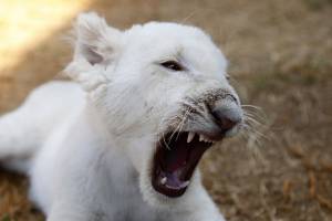 FOTOS: Nace cachorro de león blanco en Zoológico de Tlaxcala