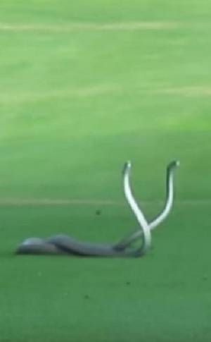 VIDEO: Captan a dos víboras peleando en campo de golf