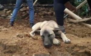Jacinto, el perro que espera a su amo sobre escombros en Atzizihuacán