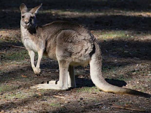 ¿Por qué Australia ha autorizado disparar contra los canguros?