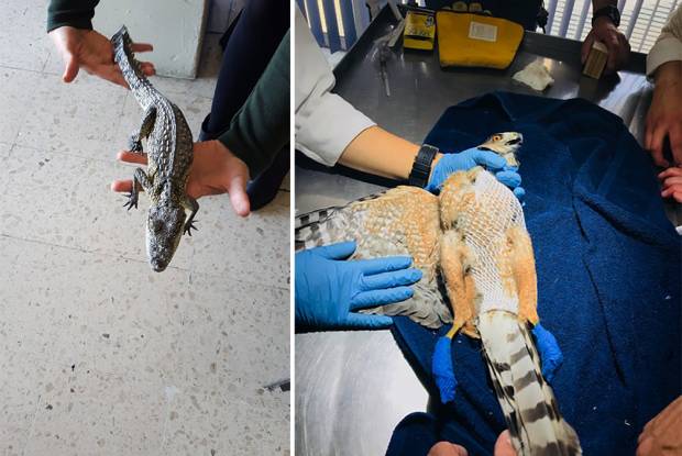 Entregan a Profepa cocodrilo y gavilán fuera de su hábitat en Puebla
