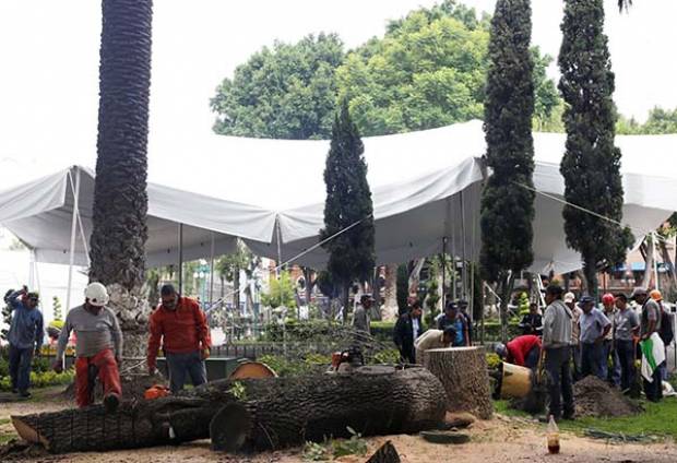 Retiran del zócalo de Puebla siete árboles riesgosos para la población