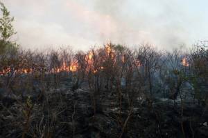 Controlado el 70% del incendio forestal en Chila de las Flores: PC