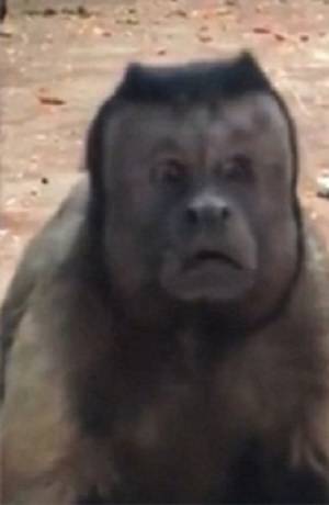 VIDEO: Mono se vuelve viral tras rostro de preocupación