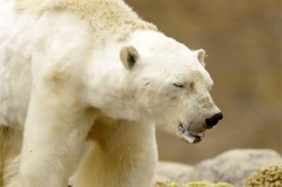 Video de oso polar moribundo revive debate sobre el calentamiento global