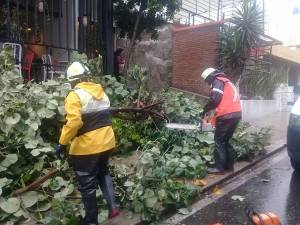 FOTOS: Árboles derribados y calles inundadas tras lluvia en Puebla