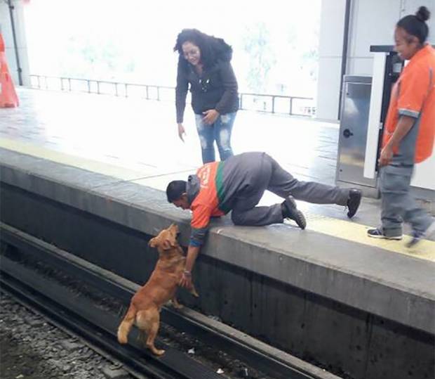 Condenan muerte de perro en el Metro; STC niega omisión