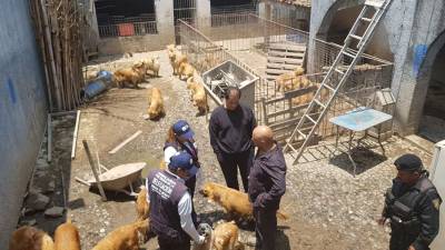 Clausuran criadero clandestino con 38 perros en Iztapalapa