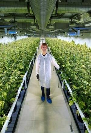 Aurora Cannabis, la mayor empresa de marihuana en el mundo