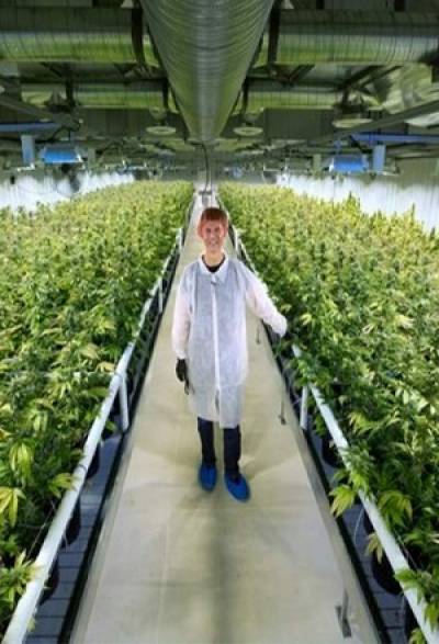 Aurora Cannabis, la mayor empresa de marihuana en el mundo