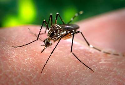 Se han confirmado 80 casos de dengue y una defunción por esta enfermedad en Puebla