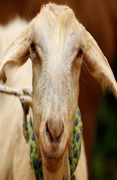 Rusia 2018: Del pulpo Paul a Zabiyaka, la cabra que adivinará la suerte del Mundial
