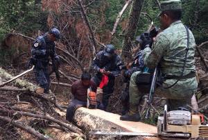 Profepa incauta toneladas de carbón y detiene a tres taladores en La Malinche