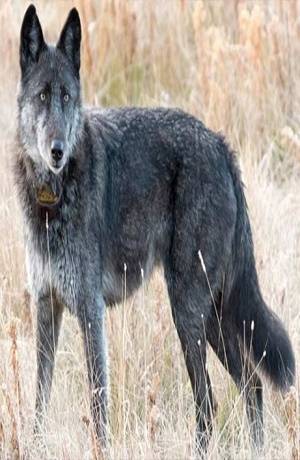 Matan a loba que era imagen del parque de Yellowstone