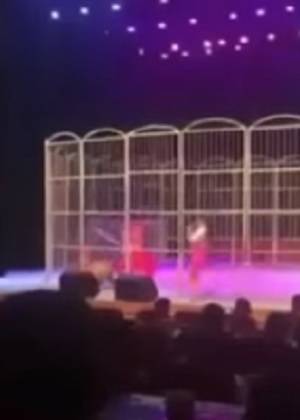 VIDEO: Tigre atacó a entrenador en circo de China