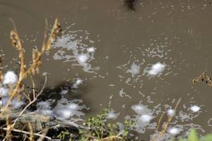 Grave contaminación del río Atoyac, prioridad para Profepa