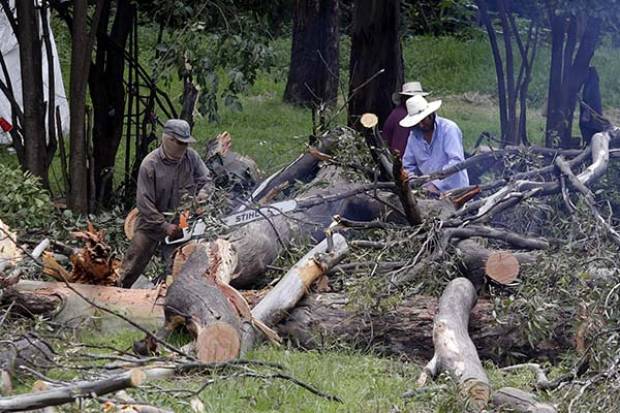 Fueron talados más de 85 árboles en El Vivero de Santa Cruz: SDRSOT