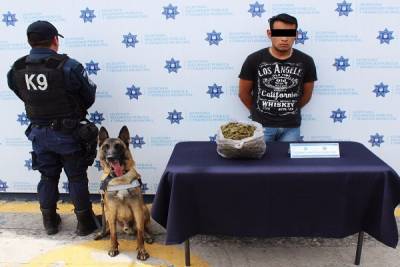 Binomio K9 capturó a sujeto con marihuana en la CAPU