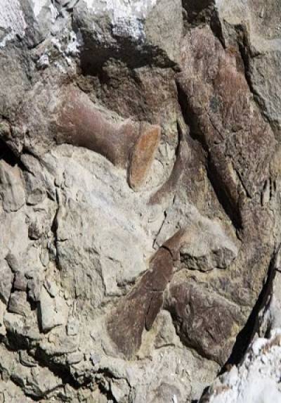 Hallan esqueleto fosilizado de tiranosaurio en EU