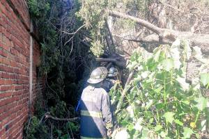 FOTOS: Cayó árbol sobre barda en la colonia Aquiles Serdán