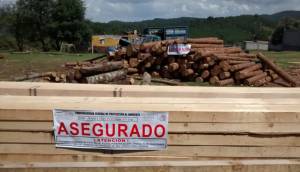 Profepa incauta madera ilegal en Aquixtla y Tetela de Ocampo