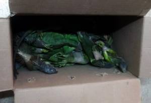Profepa rescata 34 iguanas y 29 tortugas abandonadas en la CAPU