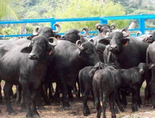 Crece producción de búfalo en la Sierra Norte de Puebla; crían 3 mil 800 cabezas