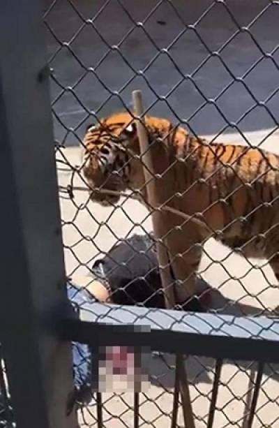Tigre mató a su cuidador; lo crió desde cachorro