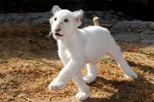 Entrada gratuita para ver a “Xonotli”, el cachorro de león blanco de Tlaxcala