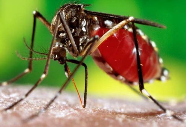 Se registraron 506 casos y tres defunciones de dengue en Puebla durante 2017
