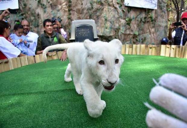 Nombran &quot;Xonotli&quot; al cachorro de león blanco nacido en Tlaxcala