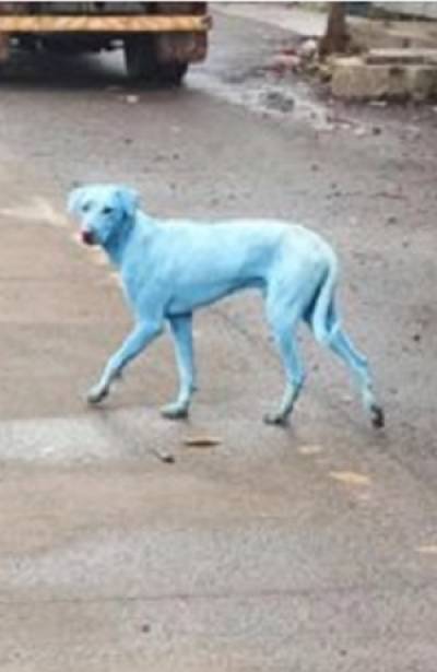 Perros en la India se tiñen de azul ante contaminación de río