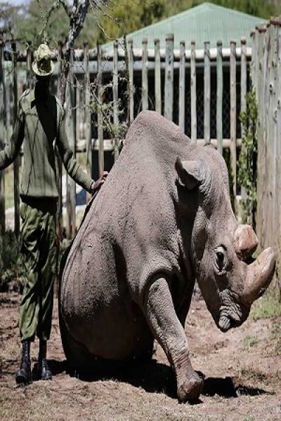 Sacrifican al último rinoceronte blanco macho en Kenia