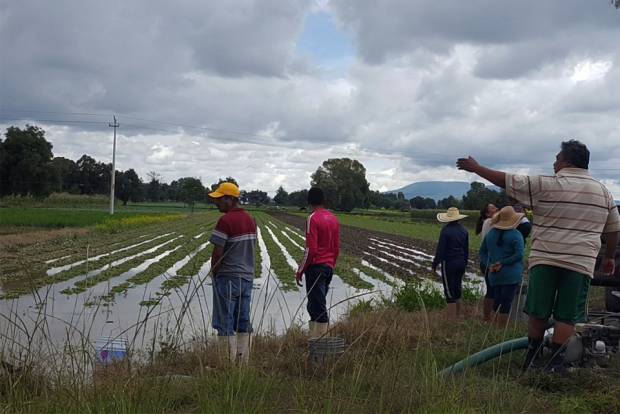 Dañadas por lluvias 14 mil hectáreas de cultivos en Puebla; alistan seguro agropecuario