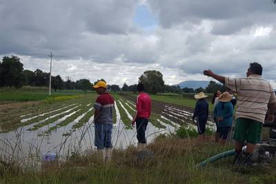 Dañadas por lluvias 14 mil hectáreas de cultivos en Puebla; alistan seguro agropecuario
