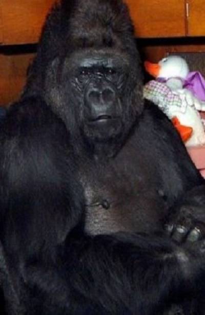Murió Koko, gorila que se comunicaba con lenguaje de señas