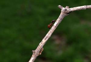 Investigadores de la BUAP encuentran cuatro nuevos tipos de hormigas en Puebla