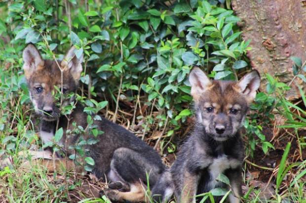 Nacieron cuatro crías de lobo gris mexicano en Africam Safari