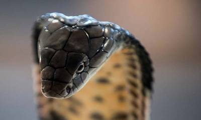 Esta es la serpiente venenosa más grande del mundo