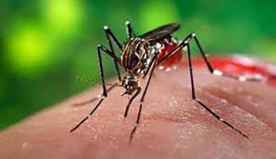 En lo que va del año se han detectado 42 casos de dengue en Puebla
