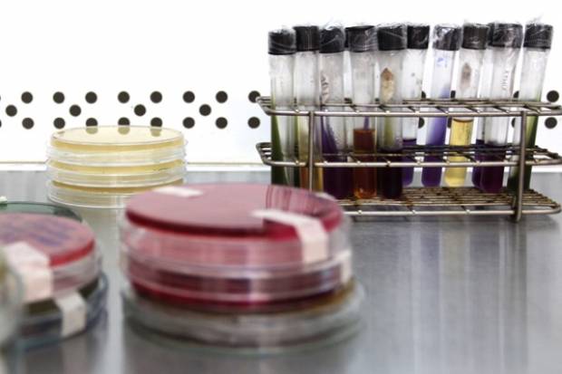 Investigadora de la BUAP desarrolla antibióticos naturales